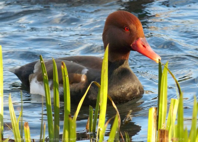 Photo de Canard nette rousse