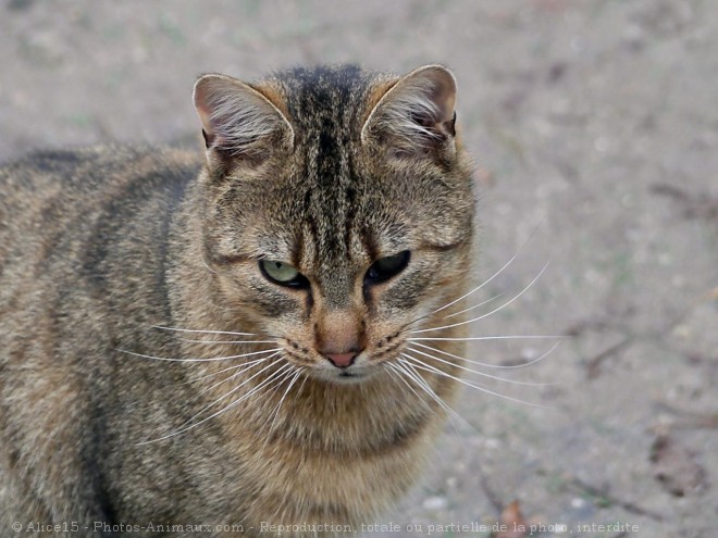 Photo de Chat domestique