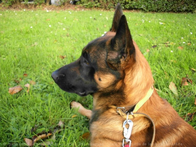 Photo de Berger belge malinois