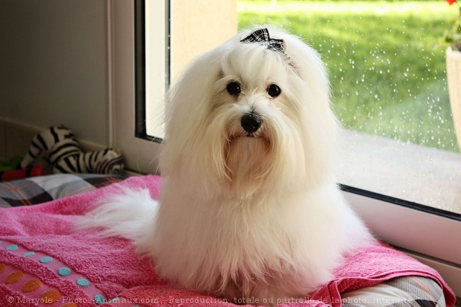 Photo de Coton de tulear