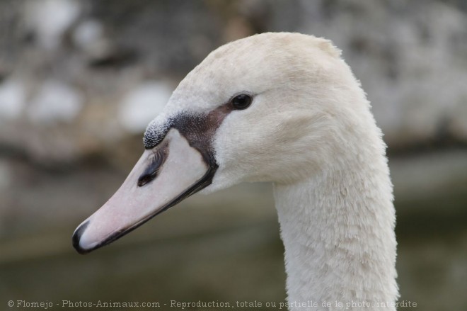 Photo de Cygne