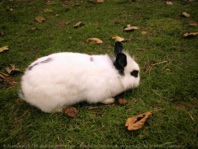 Photo de Lapin