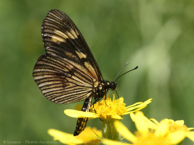 Photo de Papillon