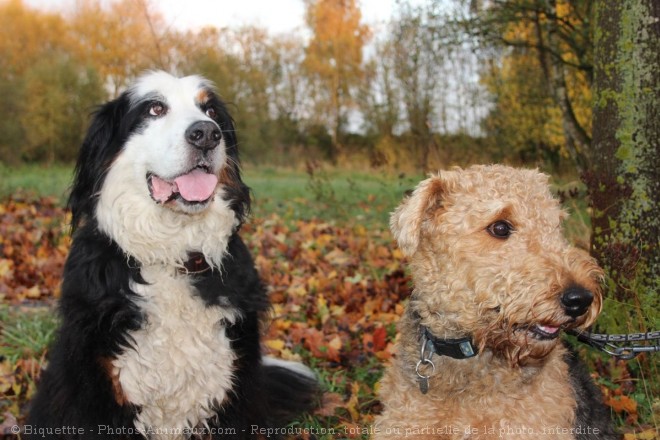 Photo de Races diffrentes