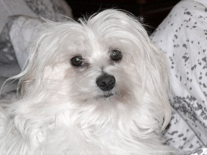 Photo de Coton de tulear