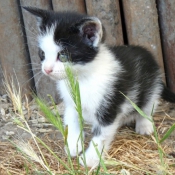 Photo de Chat domestique