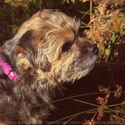 Photo de Border terrier