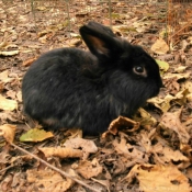 Photo de Lapin