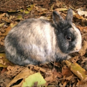 Photo de Lapin