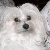 Photo de Coton de tulear