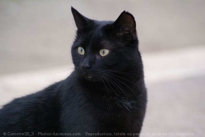 Photo de Chat domestique