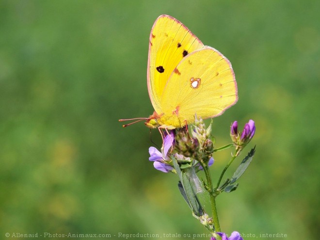 Photo de Papillon