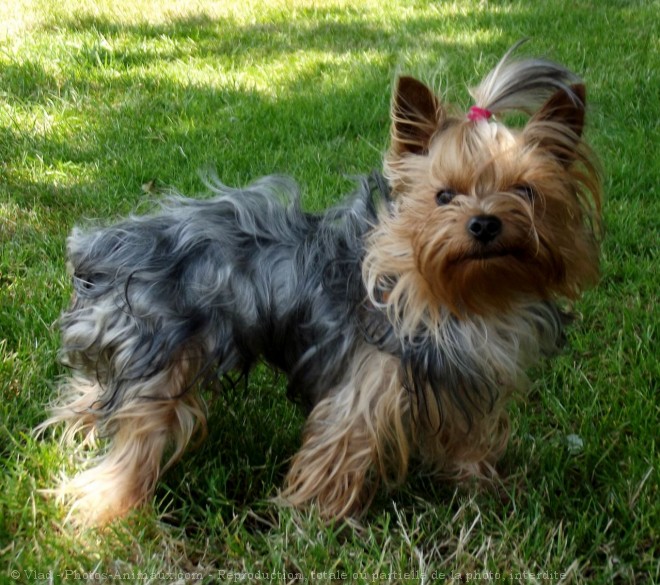 Photo de Yorkshire terrier