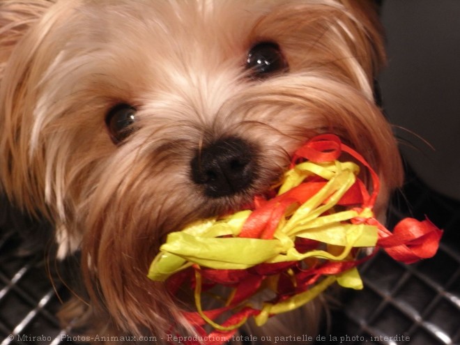 Photo de Yorkshire terrier