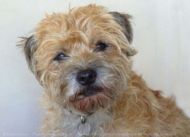 Photo de Border terrier