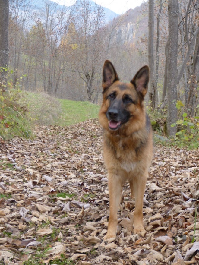 Photo de Berger allemand  poil court