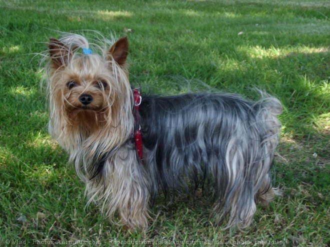 Photo de Yorkshire terrier