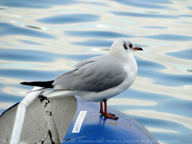 Photo de Mouette