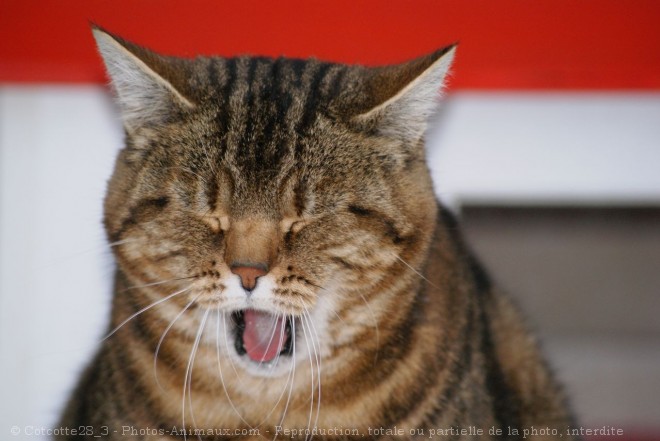 Photo de Chat domestique