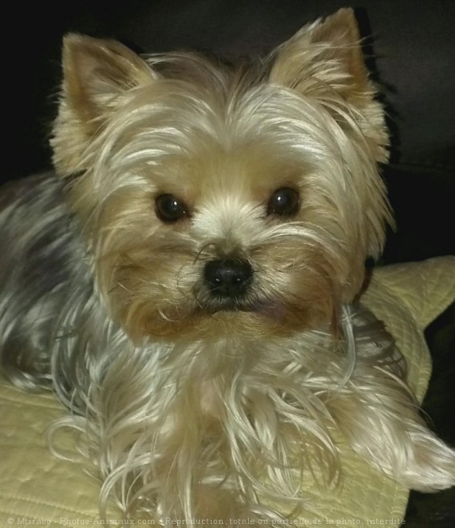 Photo de Yorkshire terrier