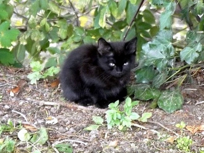 Photo de Chat domestique