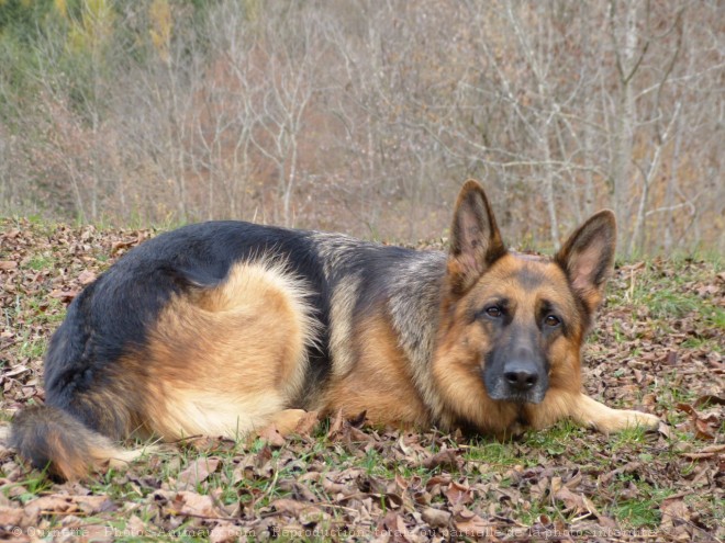 Photo de Berger allemand  poil court