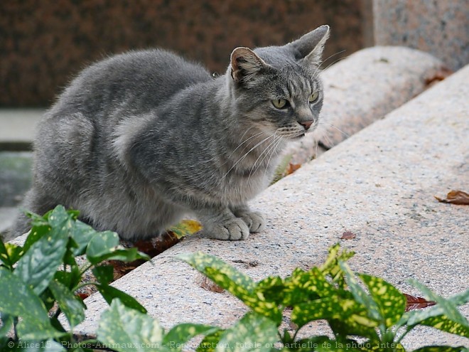 Photo de Chat domestique