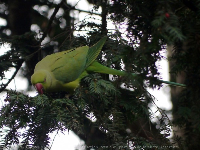 Photo de Perruche  collier