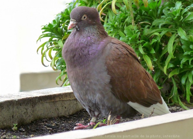 Photo de Pigeon