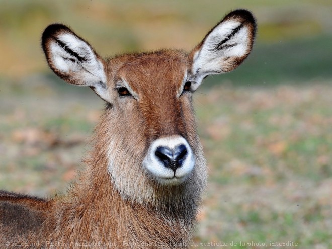 Photo d'Antilope