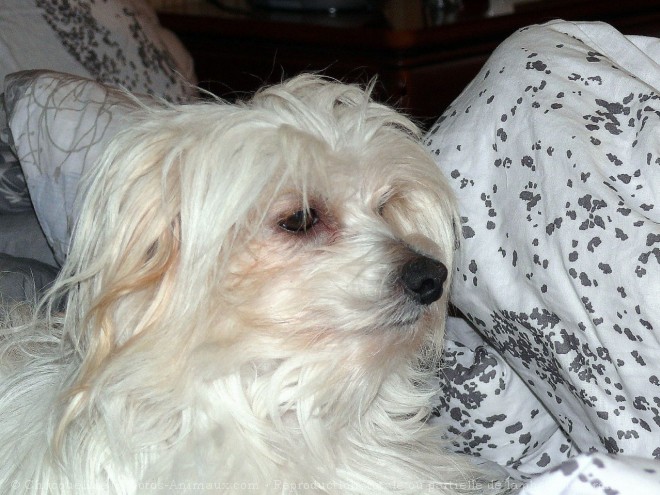 Photo de Coton de tulear