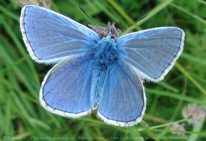 Photo de Papillon