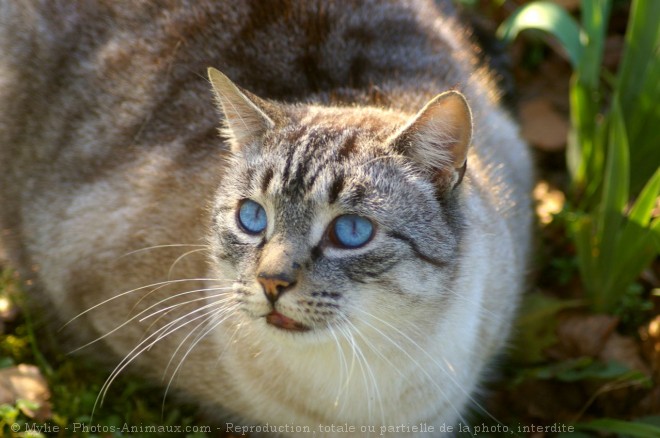 Photo de Chat domestique