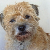 Photo de Border terrier