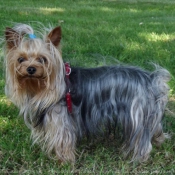 Photo de Yorkshire terrier