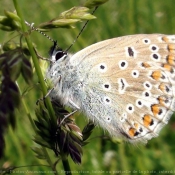 Photo de Papillon - cuivr commun