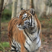 Photo de Tigre