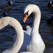 Photo de Cygne