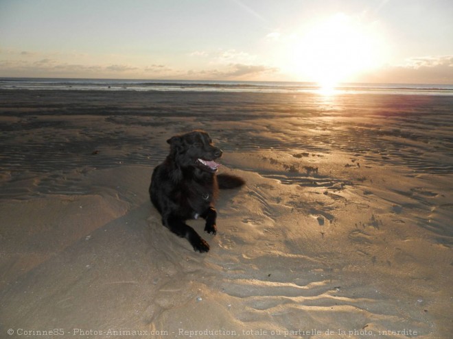 Photo de Berger belge groenendael