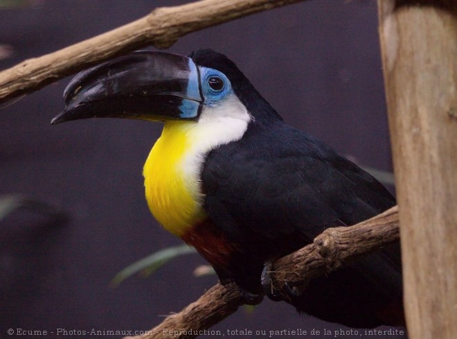 Photo de Toucan