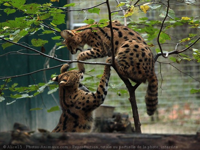 Photo de Serval