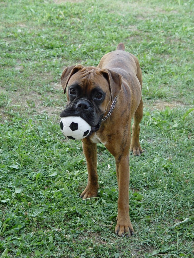 Photo de Boxer