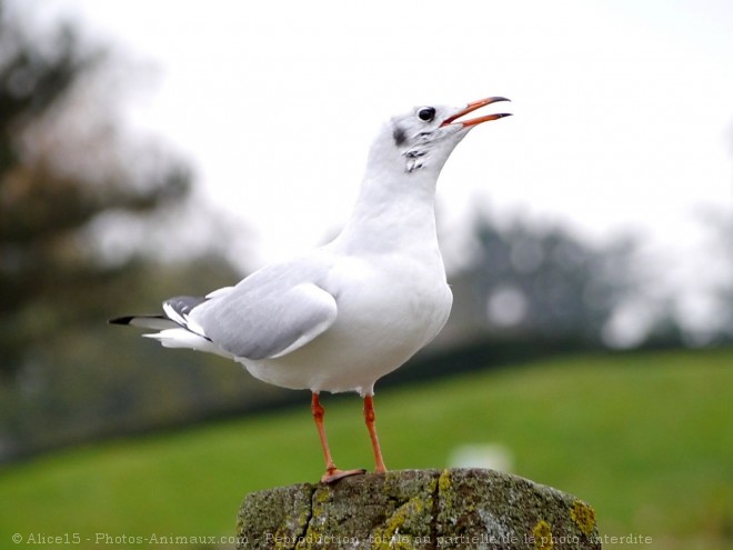 Photo de Mouette