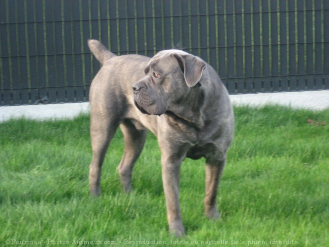 Photo de Chien de cour italien