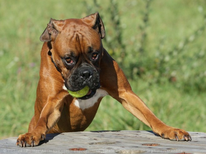 Photo de Boxer