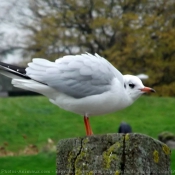 Photo de Mouette