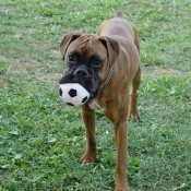 Photo de Boxer