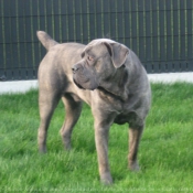 Photo de Chien de cour italien