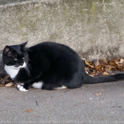 Photo de Chat domestique