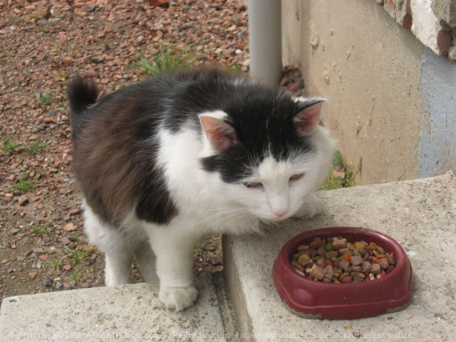 Photo de Chat domestique